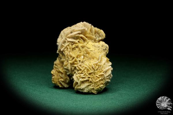 Gypsum XX (19996) a mineral from Germany | Minerals | From Germany