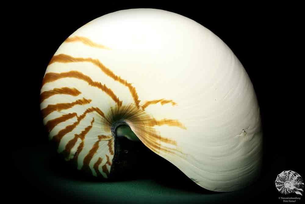 Nautilus pompilius a cephalopod