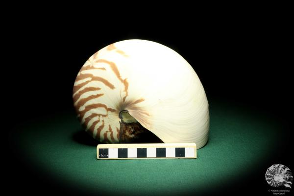 Nautilus pompilius (20078) ein Kopffüßer aus Indopazifik | Conchylien | Kopffüßer