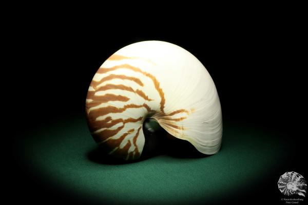 Nautilus pompilius (20079) ein Kopffüßer aus Indopazifik | Conchylien | Kopffüßer