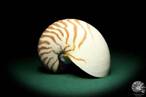 Nautilus pompilius - Indo-Pacific - (20082)