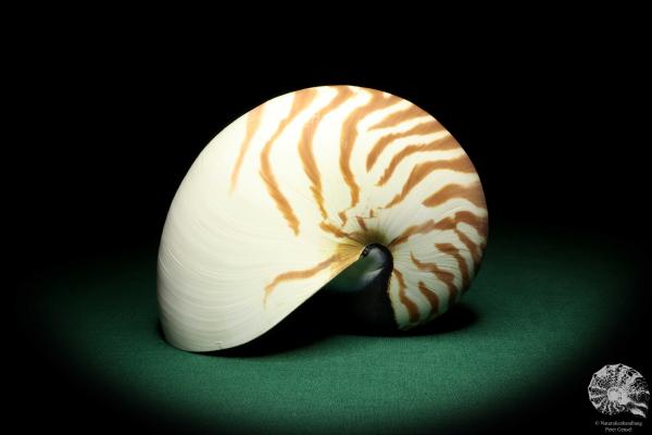 Nautilus pompilius (20082) ein Kopffüßer aus Indopazifik | Conchylien | Kopffüßer