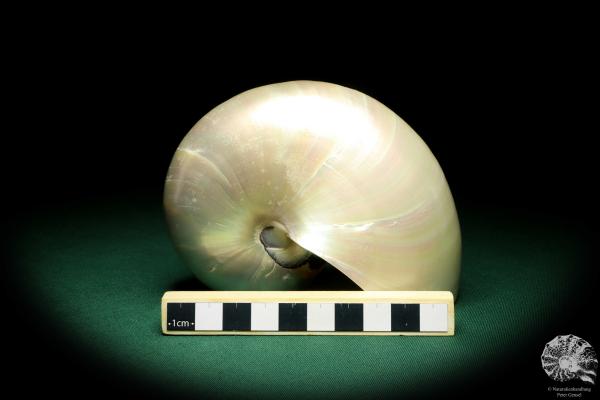 Nautilus pompilius (20088) a cephalopod from Indo-Pacific | Conchylia | Cephalopods