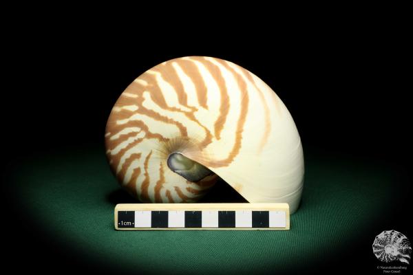 Nautilus pompilius (20089) ein Kopffüßer aus Indopazifik | Conchylien | Kopffüßer