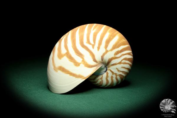 Nautilus pompilius (20096) ein Kopffüßer aus Indopazifik | Conchylien | Kopffüßer