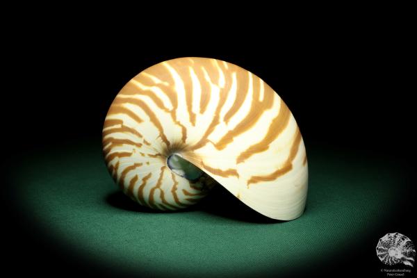 Nautilus pompilius (20098) ein Kopffüßer aus Indopazifik | Conchylien | Kopffüßer