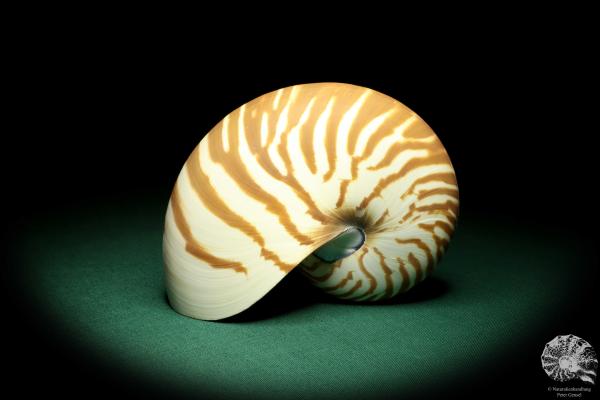 Nautilus pompilius (20098) ein Kopffüßer aus Indopazifik | Conchylien | Kopffüßer