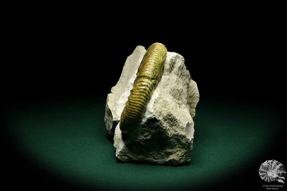 Orthosphinctes proinconditus (20100) ein Kopffüßer aus Deutschland | Fossilien | Kopffüßer