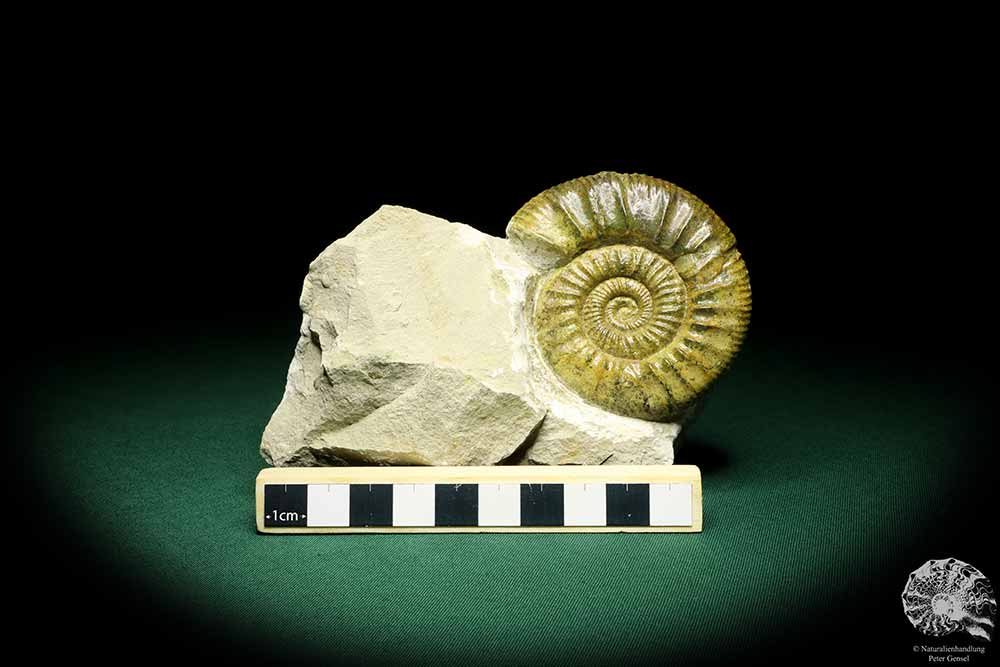 Orthosphinctes proinconditus (20100) ein Kopffüßer aus Deutschland | Fossilien | Kopffüßer