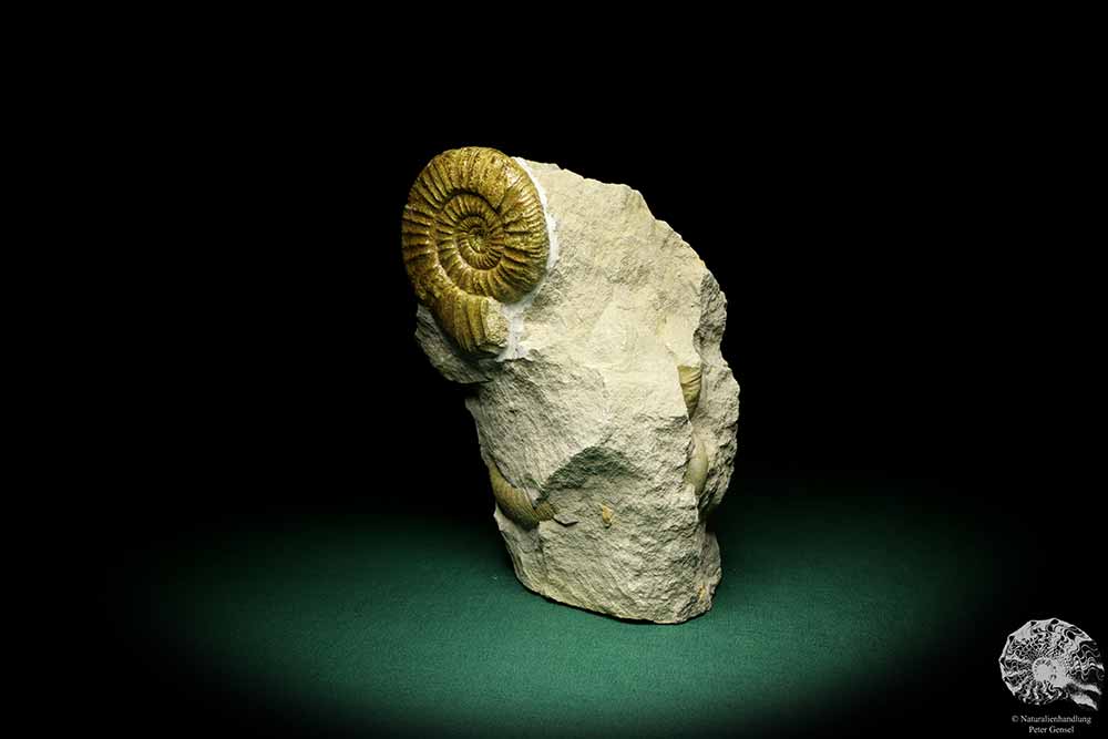 Orthosphinctes proinconditus (20103) ein Kopffüßer aus Deutschland | Fossilien | Kopffüßer