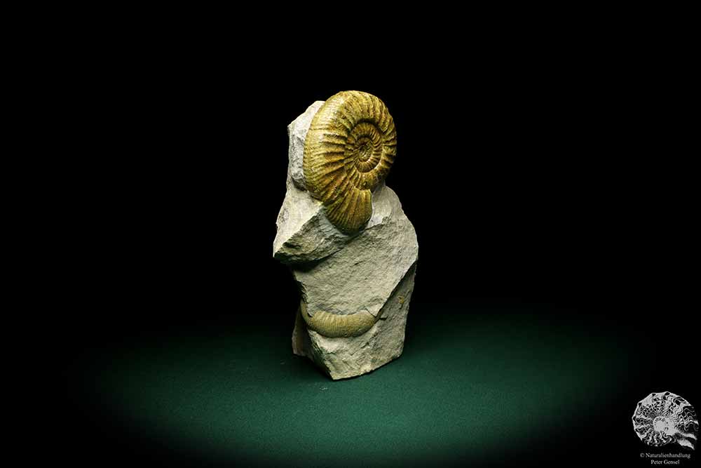 Orthosphinctes proinconditus (20103) ein Kopffüßer aus Deutschland | Fossilien | Kopffüßer