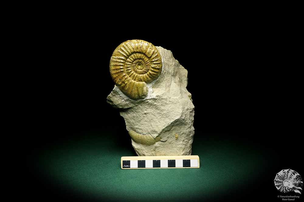 Orthosphinctes proinconditus (20103) ein Kopffüßer aus Deutschland | Fossilien | Kopffüßer