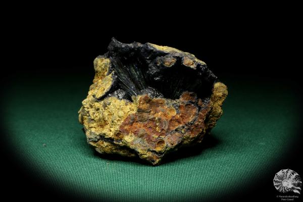 Vivianit XX (20123) ein Mineral aus Ukraine | Mineralien | Weltweit