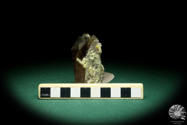 Rauchquarz XX & Fluorit XX & Bertrandit XX & Pyrit XX (20127) ein Mineral aus Kasachstan | Mineralien | Weltweit