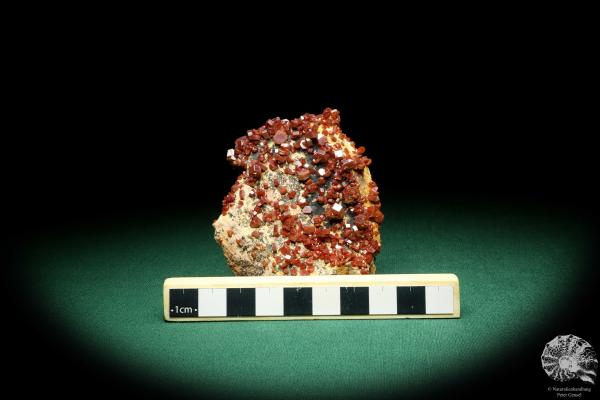 Vanadinite XX (20134) a mineral from Morocco | Minerals | Global