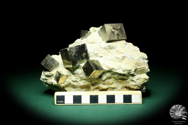 Pyrite XX in Marl Matrix (20139) a mineral from Spain | Minerals | Global