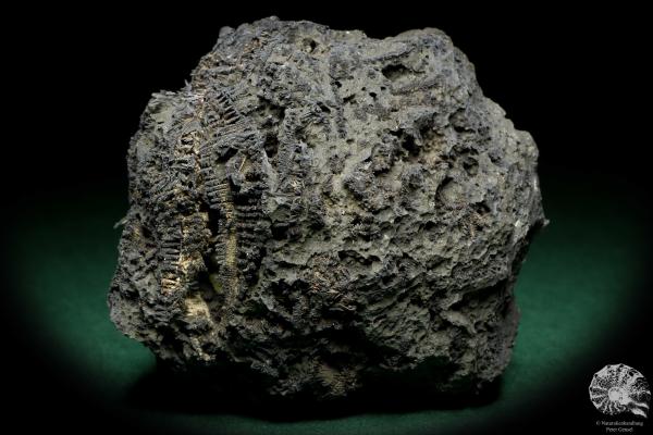 Gediegenes Silber XX in Arsen (20178) ein Mineral aus Deutschland | Mineralien | Weltweit