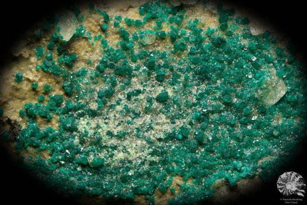 Dioptase XX (20182) a mineral from Kazakhstan | Minerals | Global