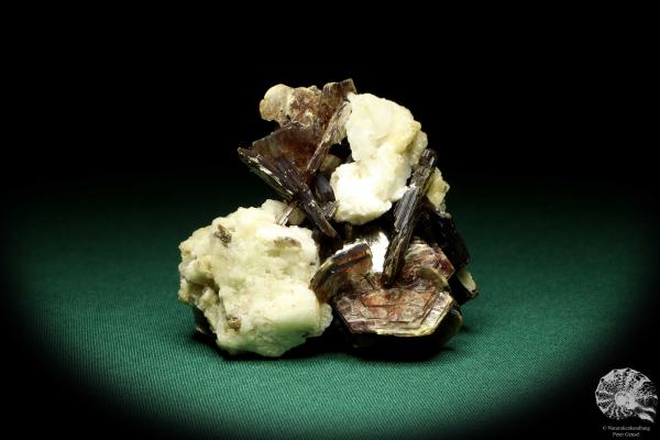 Muscovite XX to Albite XX (20193) a mineral from Brazil | Minerals | Global