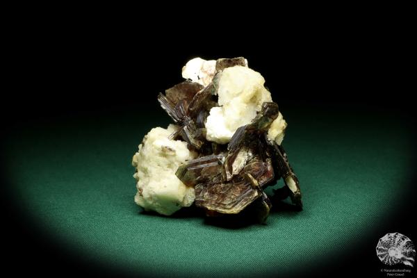 Muscovite XX to Albite XX (20193) a mineral from Brazil | Minerals | Global