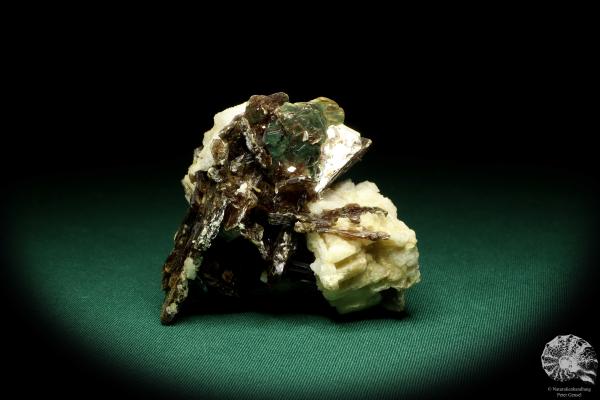 Muscovite XX to Albite XX (20193) a mineral from Brazil | Minerals | Global