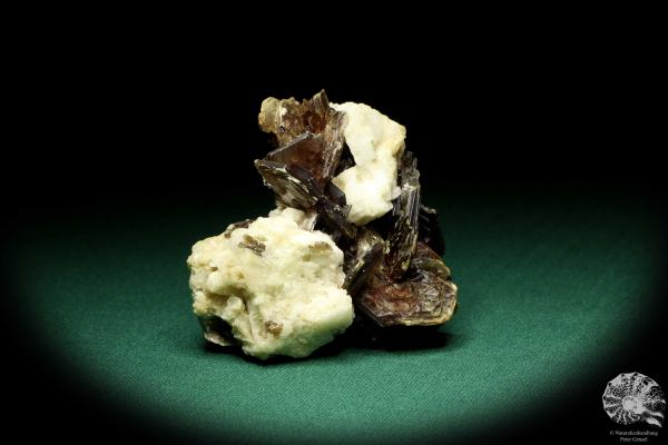 Muskovit XX auf Albit XX (20193) ein Mineral aus Brasilien | Mineralien | Weltweit