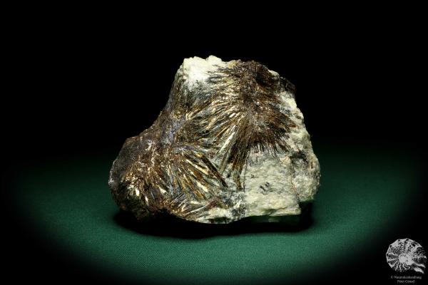 Astrophyllit XX (20231) ein Mineral aus Russland | Mineralien | Weltweit