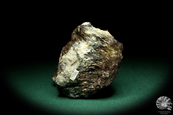 Astrophyllit XX (20231) ein Mineral aus Russland | Mineralien | Weltweit