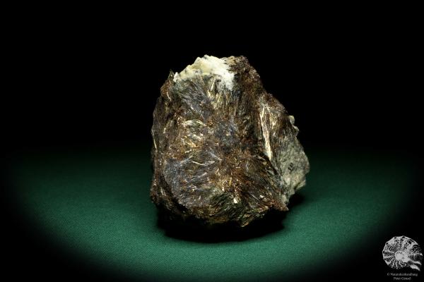 Astrophyllit XX (20231) ein Mineral aus Russland | Mineralien | Weltweit