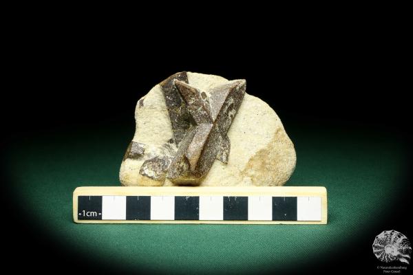 Staurolite XX (20238) a mineral from Russia | Minerals | Global