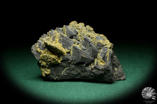 Sphalerit XX mit Rhodochrosit XX (20269) ein Mineral aus Kasachstan | Mineralien | Weltweit