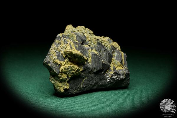 Sphalerit XX mit Rhodochrosit XX (20269) ein Mineral aus Kasachstan | Mineralien | Weltweit