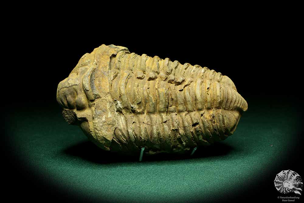 Flexicalymene ouzregui (20293) a trilobite from Morocco | Fossils | Trilobites