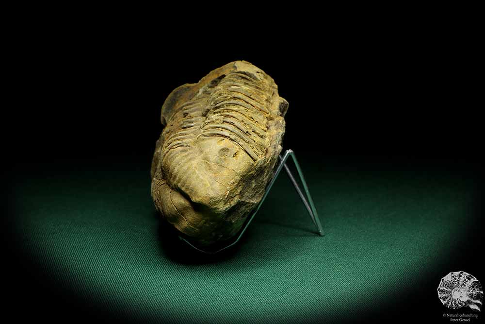 Flexicalymene ouzregui (20293) ein Trilobit aus Marokko | Fossilien | Trilobiten