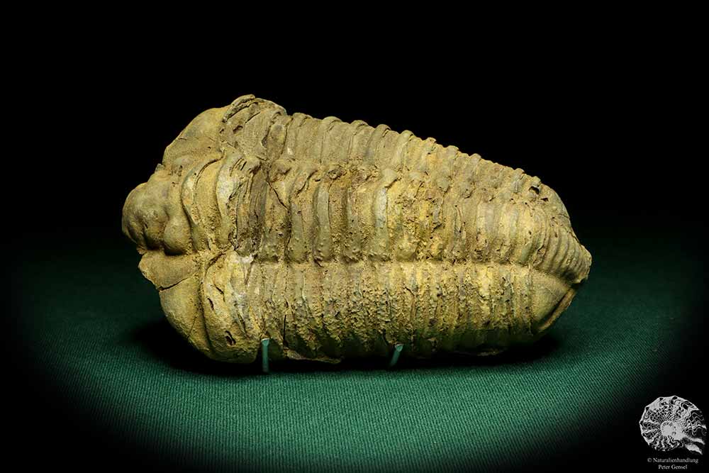 Flexicalymene ouzregui (20294) a trilobite from Morocco | Fossils | Trilobites