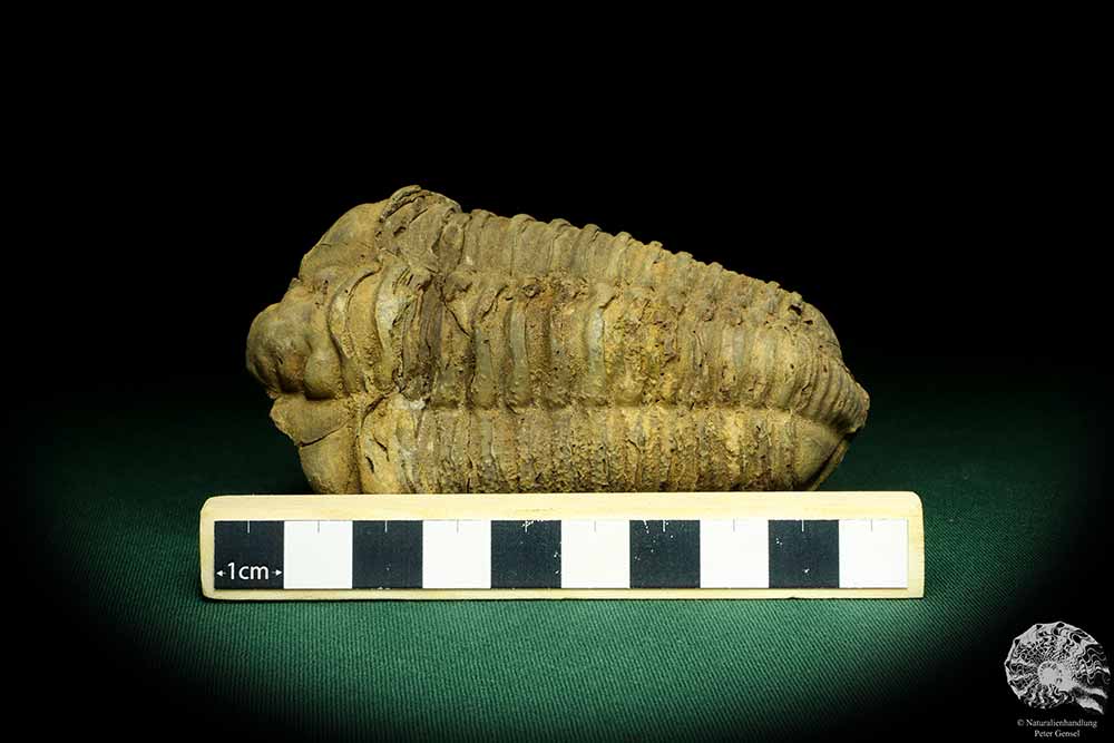 Flexicalymene ouzregui (20294) ein Trilobit aus Marokko | Fossilien | Trilobiten