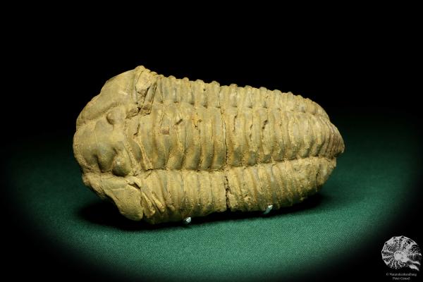 Flexicalymene ouzregui (20295) a trilobite from Morocco | Fossils | Trilobites