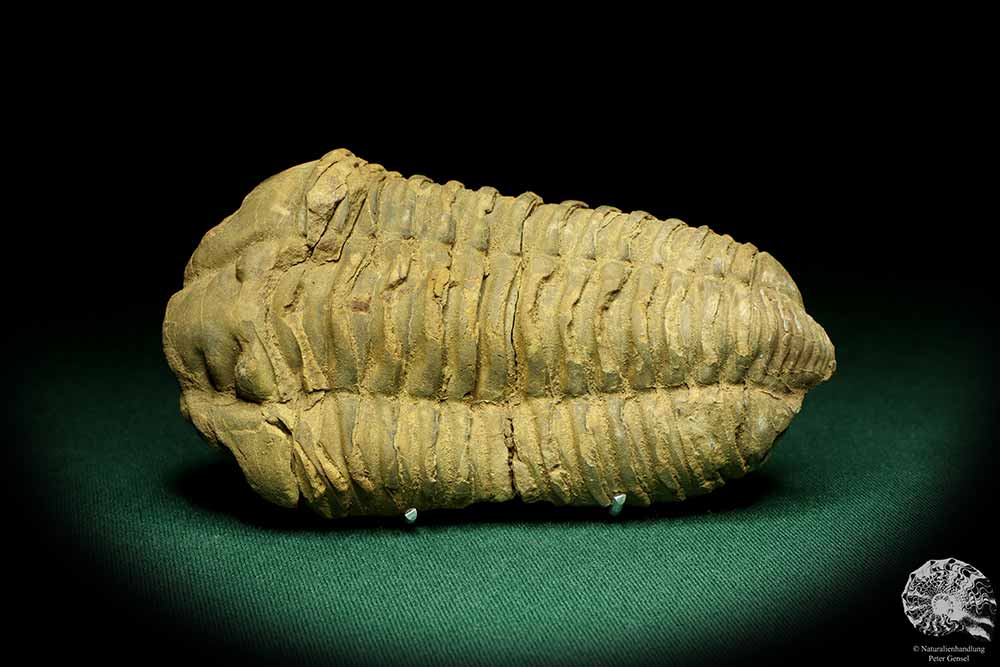 Flexicalymene ouzregui (20295) ein Trilobit aus Marokko | Fossilien | Trilobiten