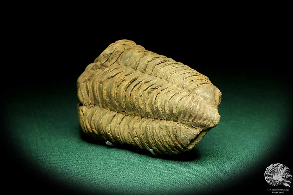 Flexicalymene ouzregui (20295) a trilobite from Morocco | Fossils | Trilobites