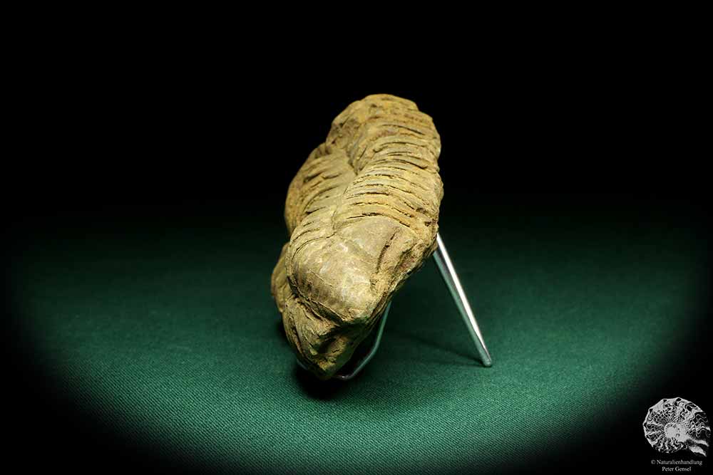 Flexicalymene ouzregui (20295) a trilobite from Morocco | Fossils | Trilobites