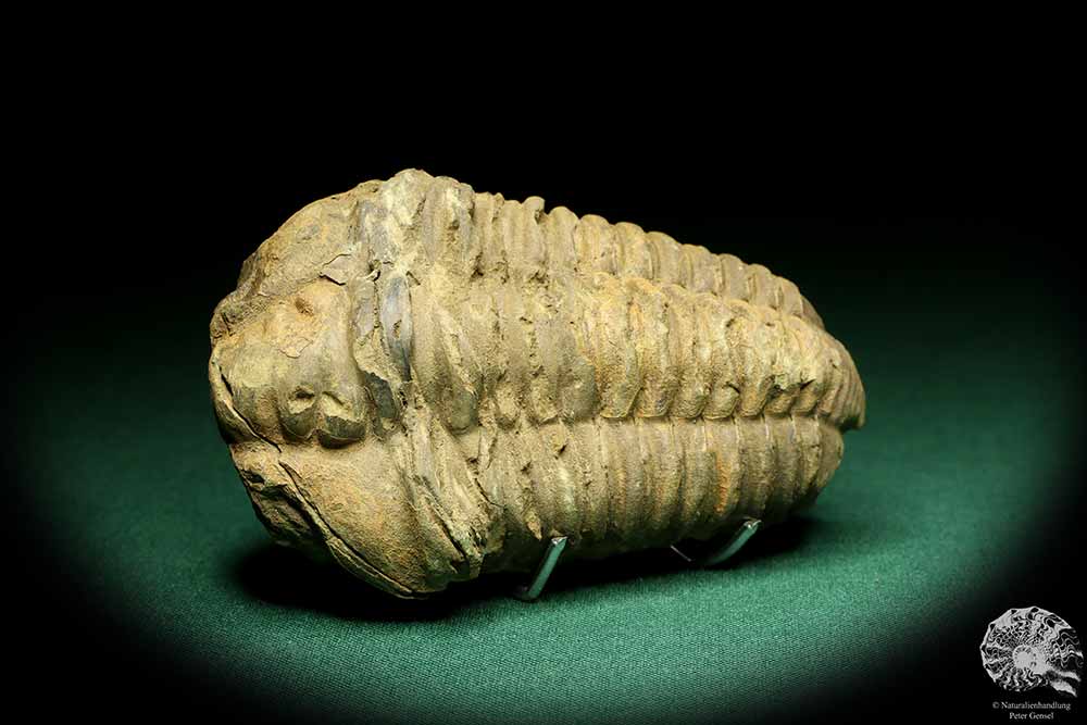 Flexicalymene ouzregui (20296) a trilobite from Morocco | Fossils | Trilobites