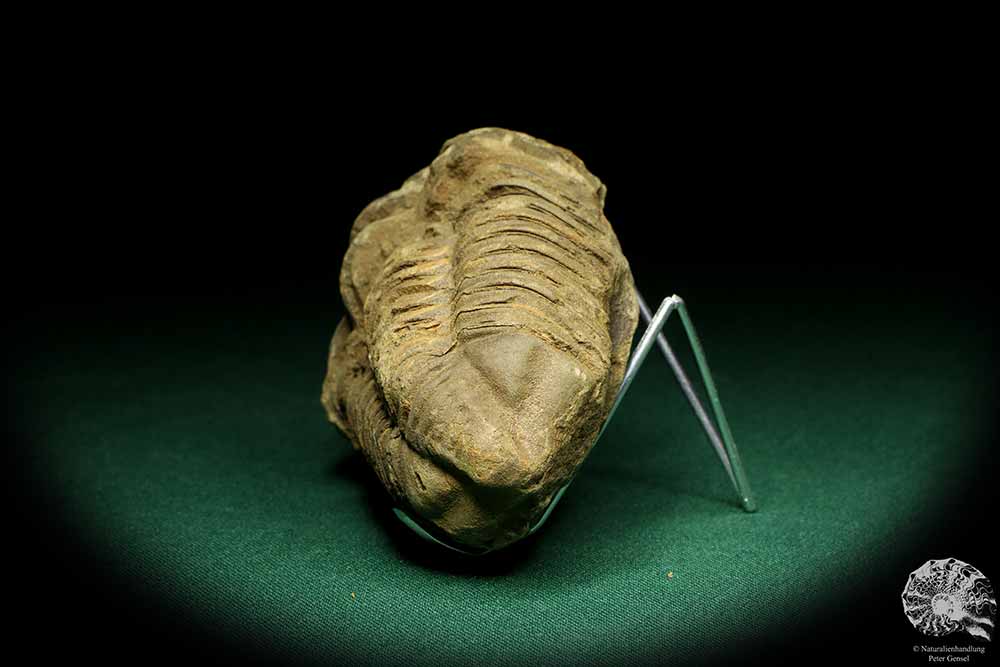 Flexicalymene ouzregui (20296) ein Trilobit aus Marokko | Fossilien | Trilobiten