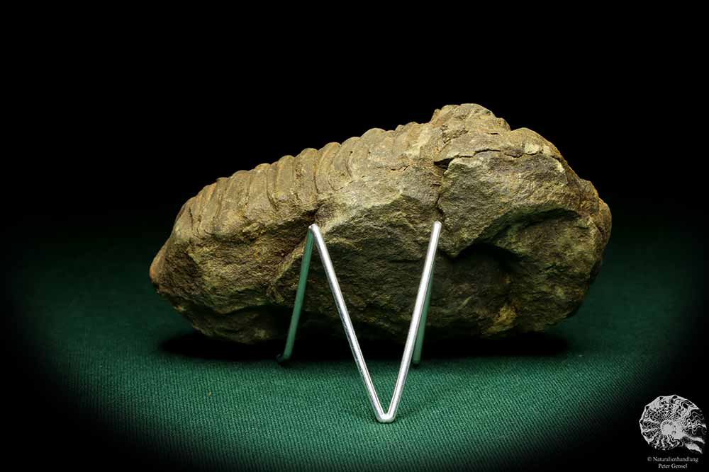 Flexicalymene ouzregui (20296) ein Trilobit aus Marokko | Fossilien | Trilobiten