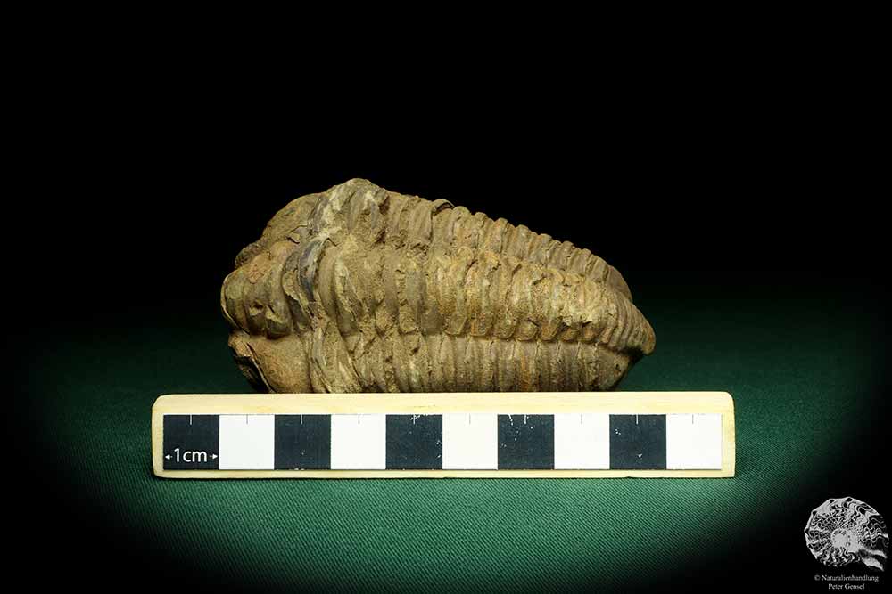 Flexicalymene ouzregui (20296) ein Trilobit aus Marokko | Fossilien | Trilobiten