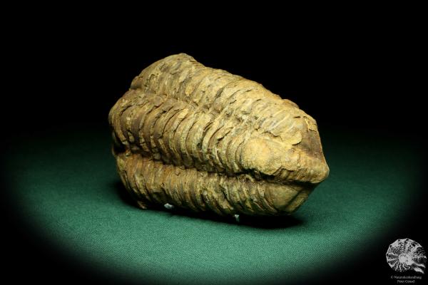 Flexicalymene ouzregui (20297) a trilobite from Morocco | Fossils | Trilobites