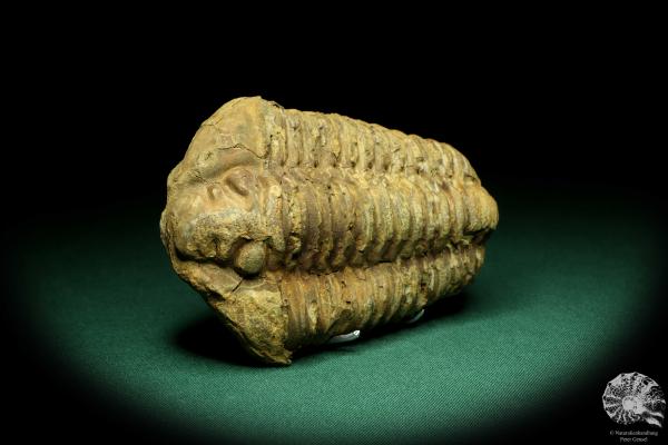 Flexicalymene ouzregui (20297) a trilobite from Morocco | Fossils | Trilobites