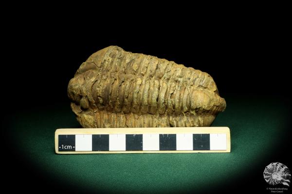 Flexicalymene ouzregui (20297) ein Trilobit aus Marokko | Fossilien | Trilobiten