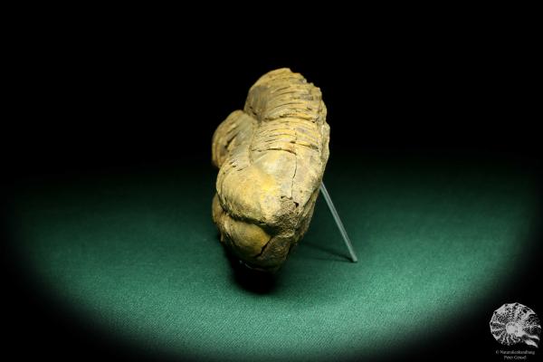 Flexicalymene ouzregui (20298) a trilobite from Morocco | Fossils | Trilobites