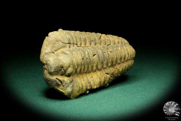 Flexicalymene ouzregui (20298) ein Trilobit aus Marokko | Fossilien | Trilobiten