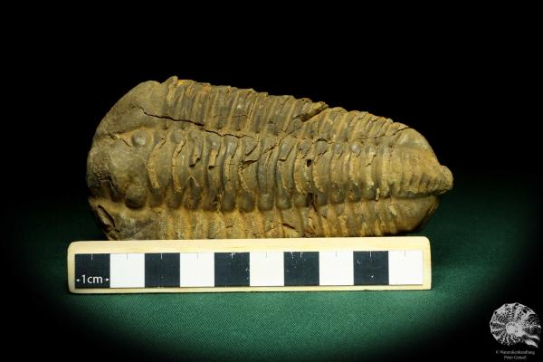 Flexicalymene ouzregui (20298) ein Trilobit aus Marokko | Fossilien | Trilobiten